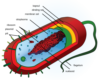 2000px-Average_prokaryote_cell-_id.svg.png
